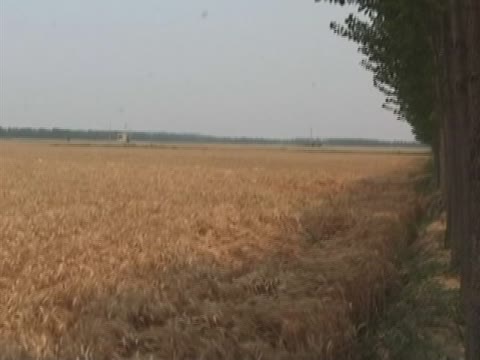 中共調控政策壓低糧價犧牲農民利益