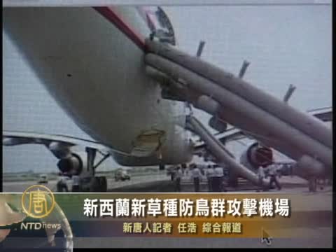 新西蘭新草種防鳥群攻擊機場