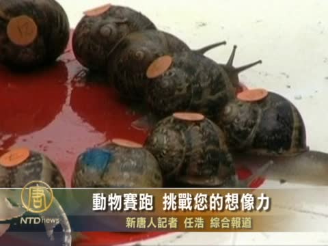 動物賽跑 挑戰您的想像力