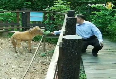 壽山動物園小迷你馬 票選命名貝兒