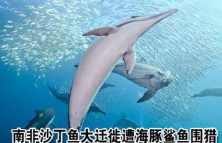 沙丁鱼大迁徙遭鱼、海豚追逐