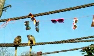 【大千世界】倫敦動物園治猴偷竊出妙招