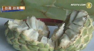 臺南歸仁釋迦 今年豐收品質好