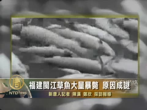 福建閩江草魚大量暴斃 原因成謎