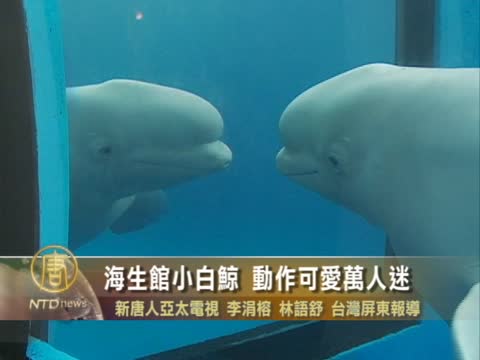 海生館小白鯨 動作可愛萬人迷