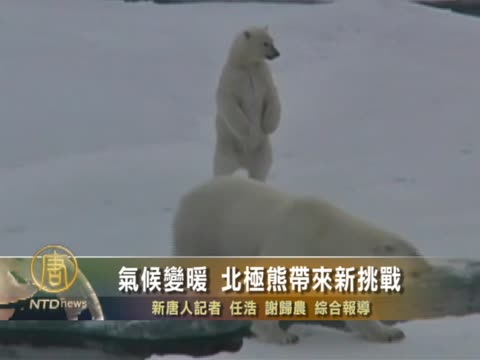 氣候變暖 北極熊帶來新挑戰