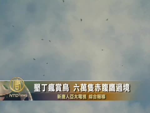 墾丁瘋賞鳥 六萬隻赤腹鷹過境