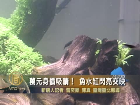 萬元身價吸睛！魚水缸閃亮交映