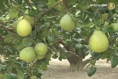 精緻農業 臺南麻豆區 麻豆文旦