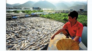 大陸閩江死魚數千萬  損失9億