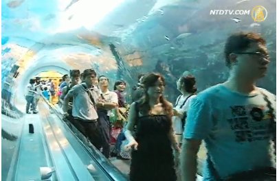 海生館海底總動員 上演浪漫求婚記