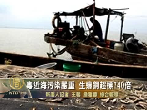 粤近海污染严重 生蚝铜超标740倍