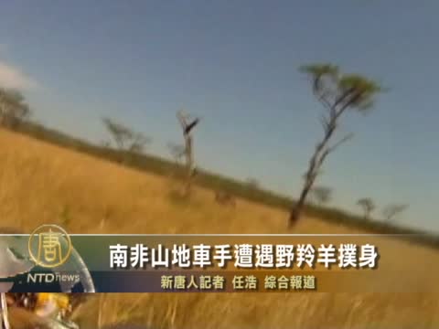南非山地車手遭遇野羚羊撲身