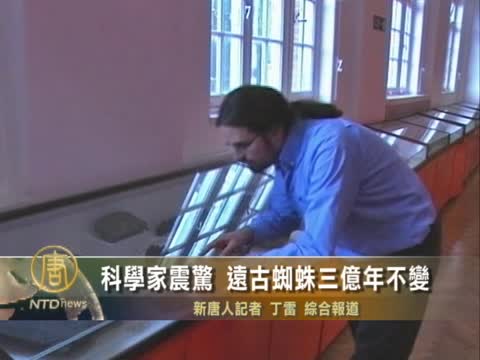 科學家震驚 遠古蜘蛛三億年不變