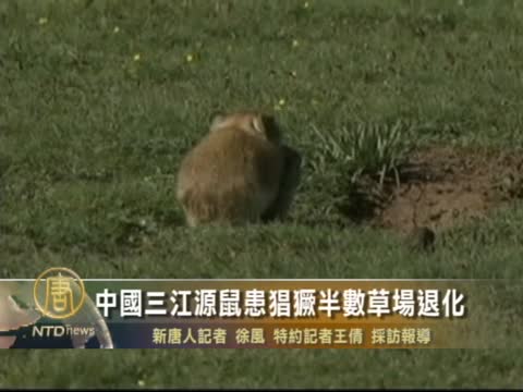 中国三江源鼠患猖獗半数草场退化