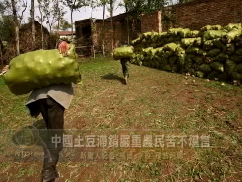 中國土豆滯銷嚴重農民苦不堪言