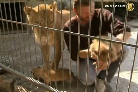 烏克蘭男子與獅共眠五週