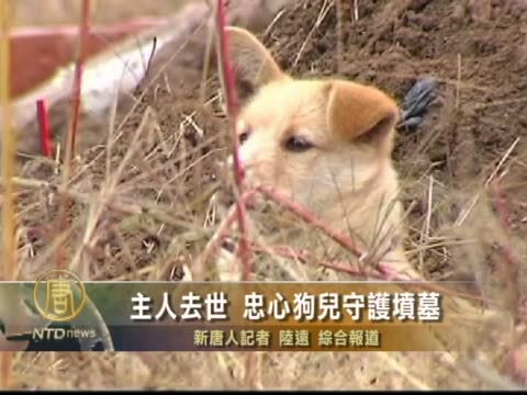 主人去世 忠心狗兒守護墳墓