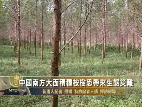中國南方大面積種桉樹恐帶來生態災難