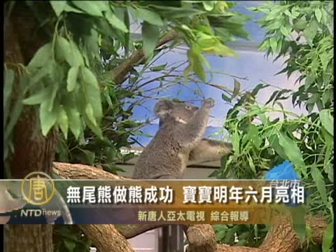 無尾熊做熊成功 寶寶明年六月亮相