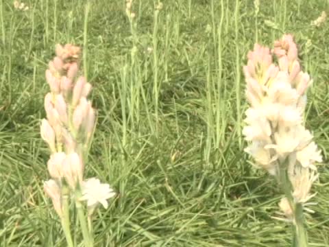 嘉義市花海節 「花現新嘉園」登場