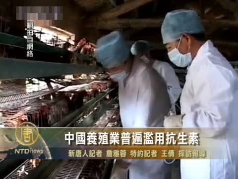 中國養殖業普遍濫用抗生素