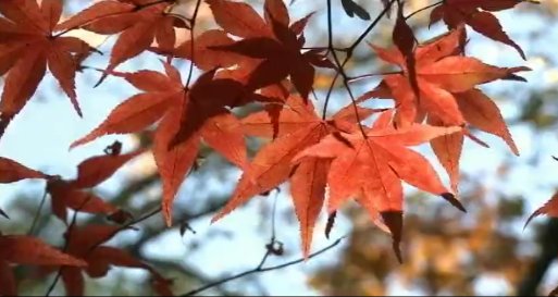 日本金秋賞紅葉