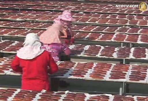 烏魚產量減少 烏魚子生產成本提高