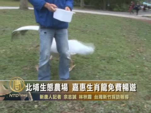 過年北埔生態農場 嘉惠生肖龍免費暢遊