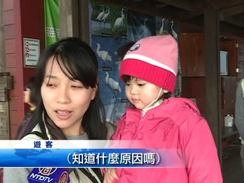國外嬌客黑琵 今年數量減少400多隻