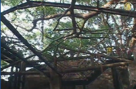 樹以牆為幹 屋以葉為瓦的「安平樹屋」