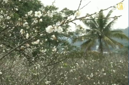 梅山鄉梅花綻放 賞梅正是時候