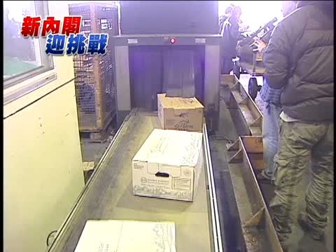 美瘦肉精牛恐開放 在野批政治考量