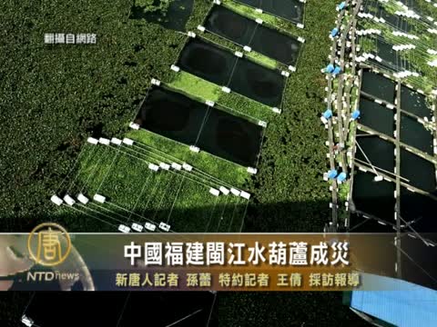 中国福建闽江水葫芦成灾