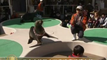 日本水族館水下表演慶祝情人節