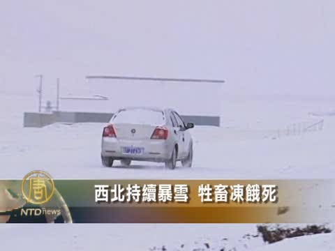 西北持續暴雪 牲畜凍餓