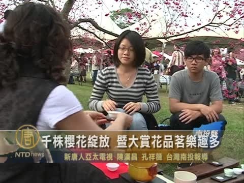 千株櫻花綻放 暨大賞花品茗樂趣多