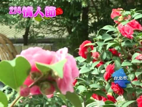情人節送茶花 郝市長首選