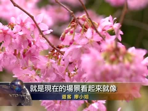 台灣武陵落櫻繽紛 正值賞花季