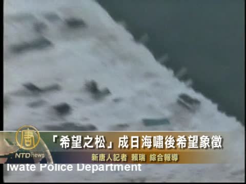 「希望之松」成日海嘯後希望象徵