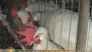 蛋雞飼養不人道 動保團體籲改善