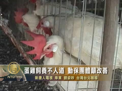 蛋雞飼養不人道 動保團體籲改善