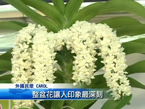 台灣國際蘭展 「白狐狸尾蘭」吸睛