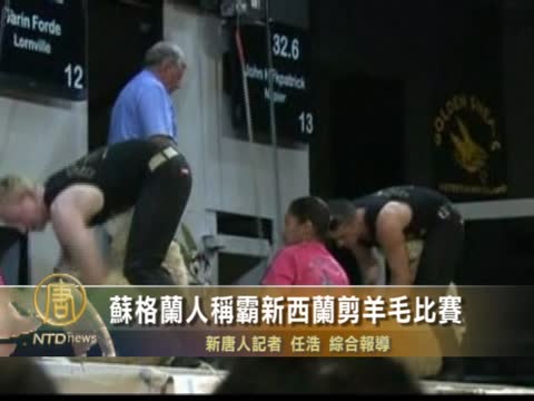 蘇格蘭人稱霸 新西蘭剪羊毛比賽