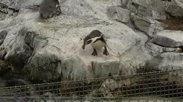 小企鵝出逃東京水族館 管理員急尋找