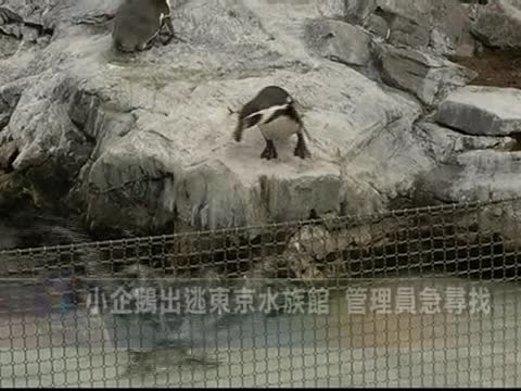小企鵝出逃東京水族館 管理員急尋找