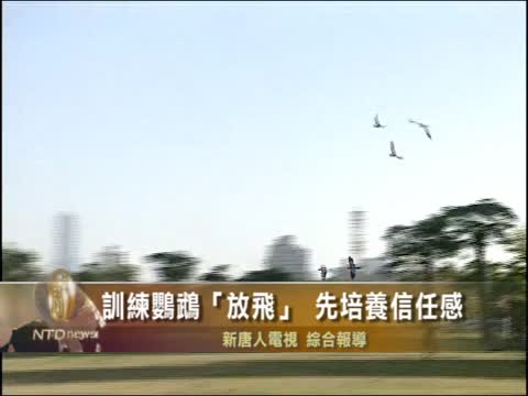 訓練鸚鵡「放飛」 先培養信任感