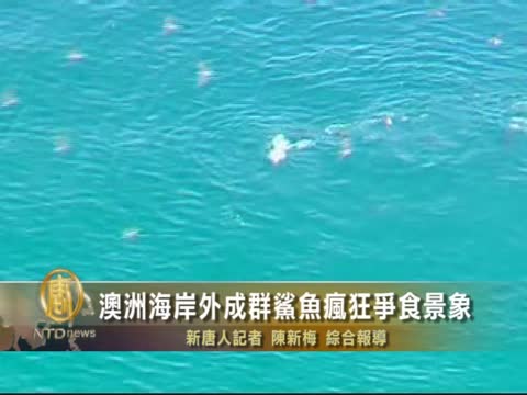 澳洲海岸外成群鯊魚瘋狂爭食景象