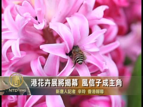 港花卉展將揭幕 風信子成主角
