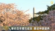 华府百年樱花绽放 喜迎神韵盛典
